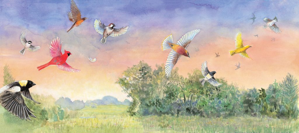 A watercolor illustration of a variety of North American songbirds flying through a field. Art by Rebekah Lowell.