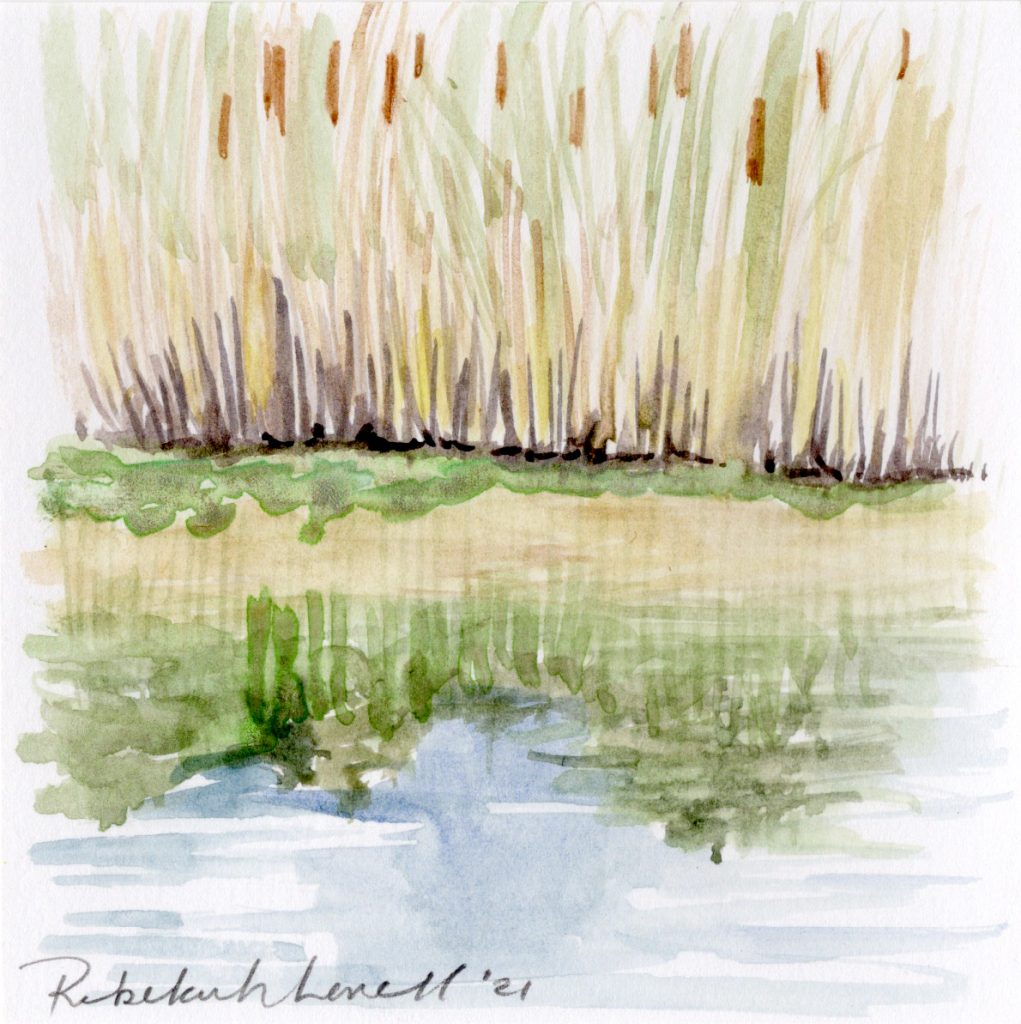 A nature sketchbook pond study in watercolors of cattails and water by Rebekah Lowell.