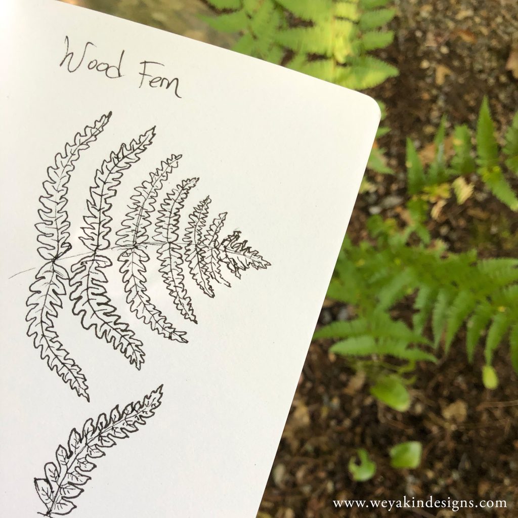 A sketchbook with a pen drawing of a wood fern held over actual wood ferns on the ground below. Photo and art by Victoria K. Chapman.