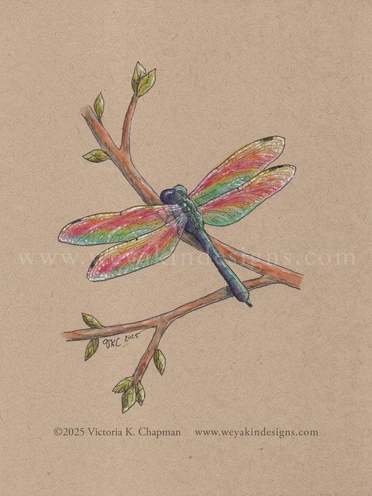 Wild Pride 2025 Collection: DragonPRIDE, Rainbow Dragonfly, Original Art Illustration by Victoria K. Chapman