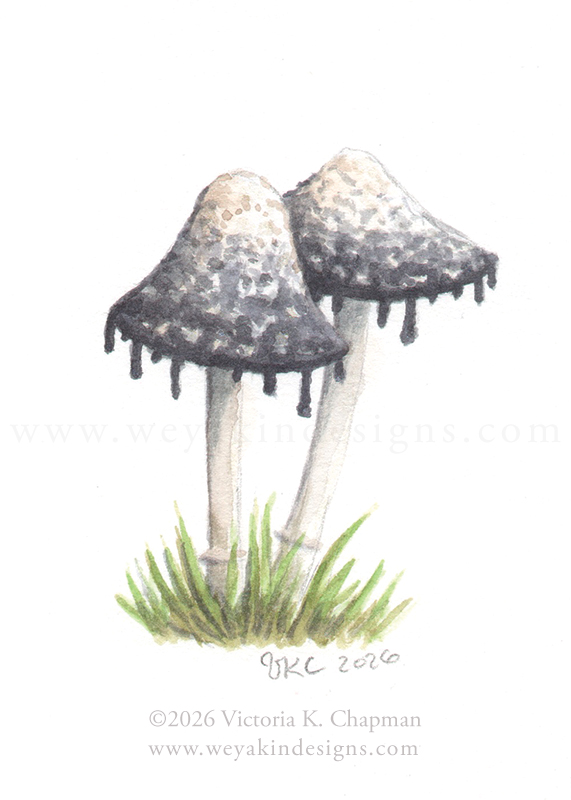 “Inky Caps” Miniature Mushroom Watercolor Painting. Framed and signed ORIGINAL art.