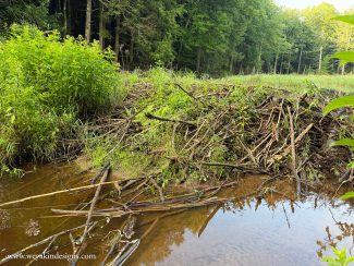 A beaver damn with brown water, trees, and plants in the woods.