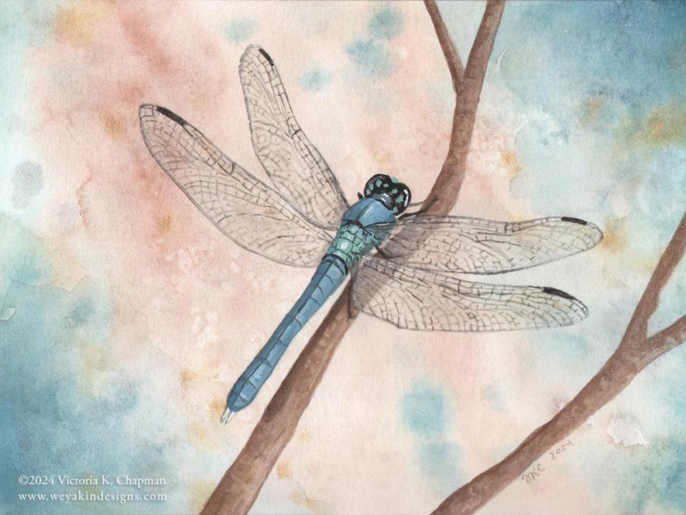 Gates Cove Eastern Pondhawk