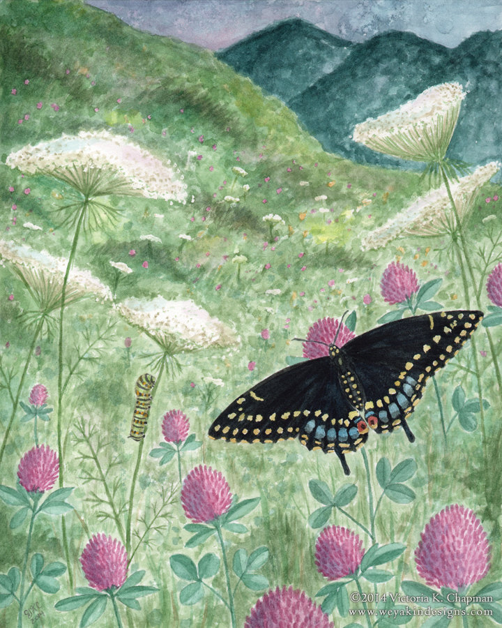 Pollinate: Black Swallowtail