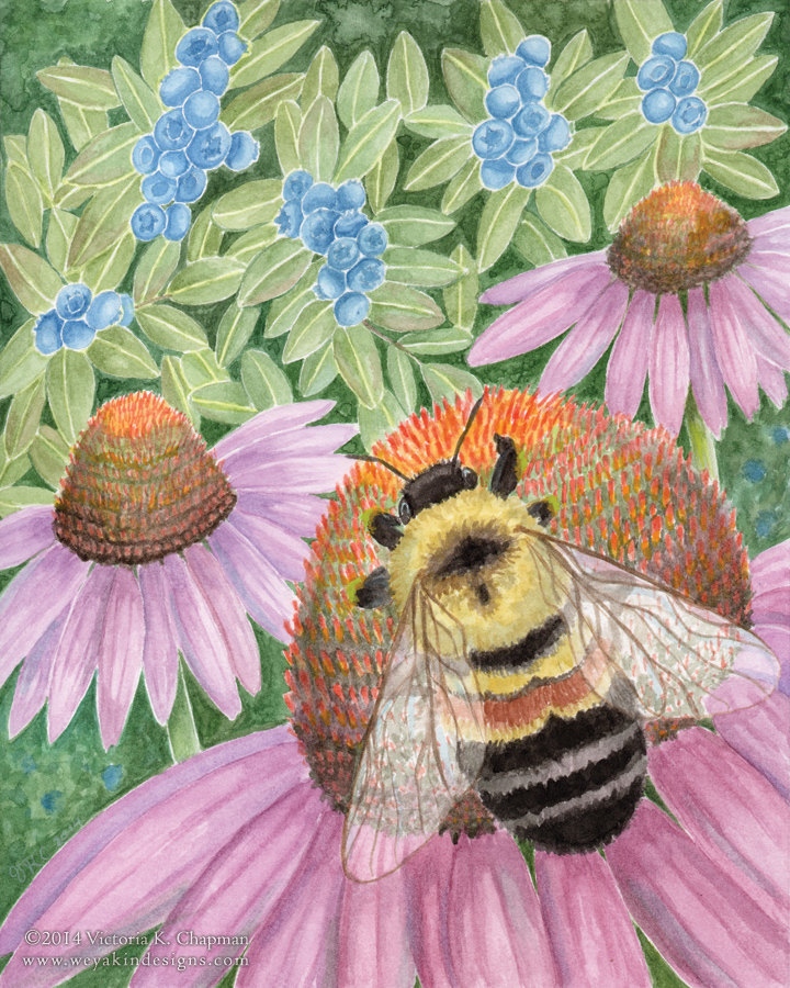 Pollinate: Rusty Patched Bumble Bee